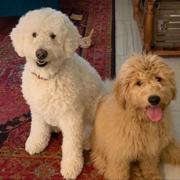 🏅POSH AMBASSADOR LIXURYBAGREHAB 🏅 - Picture 9 of 16